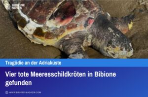 Vier tote Meeresschildkröten in Bibione gefunden